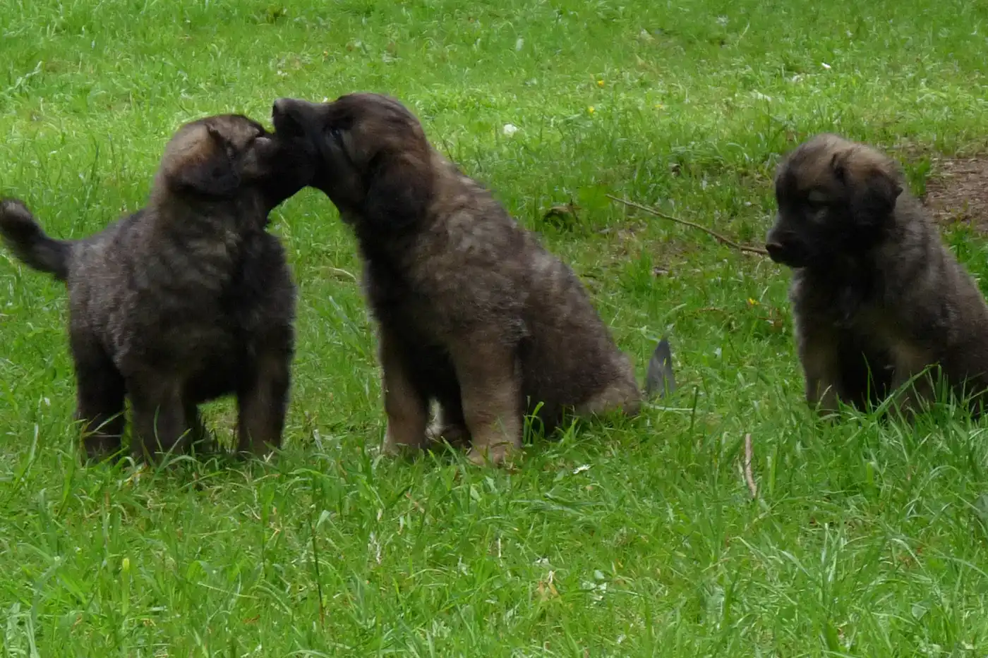 Certificat Dengagement Et De Connaissance Levage De Leonberg En