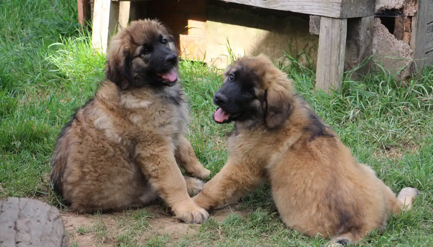 Nos conseils Élevage de Leonberg en France Ar Gazeg Vaen dans le