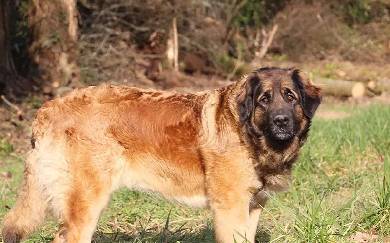 Presley, chien de race Léonberg, élevé à Ar Gazeg Vaen, Châteaulin, Finistère.
