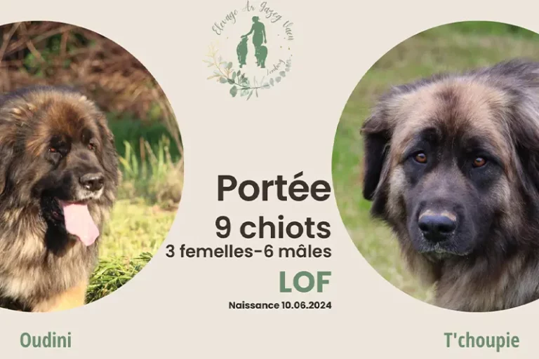 Nous avons le plaisir de vous annoncer la naissance des chiots leonberg, disponibles à la réservation