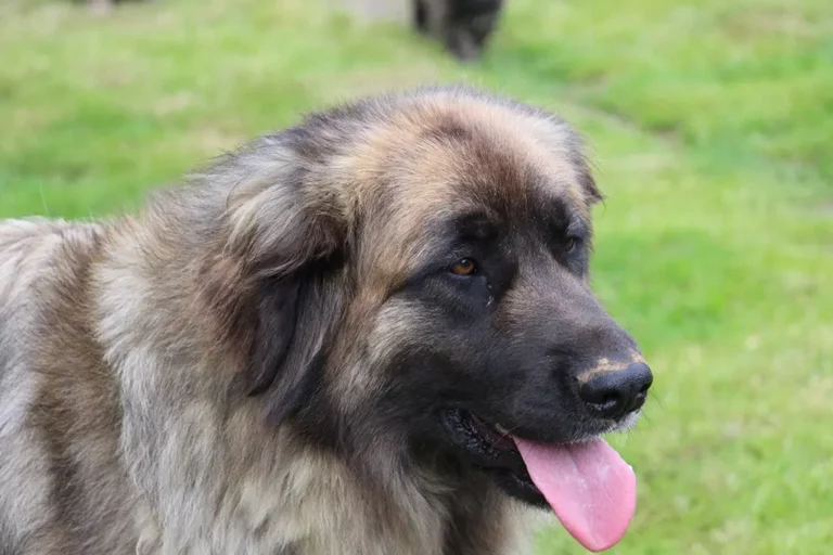 Tchoupie est une chienne Leonberg lof, pleine de vie et d’énergie.