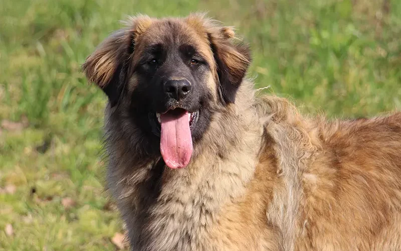 Tchoupie, un chien de race Léonberg élevé à Ar Gazeg Vaen dans le Finistère