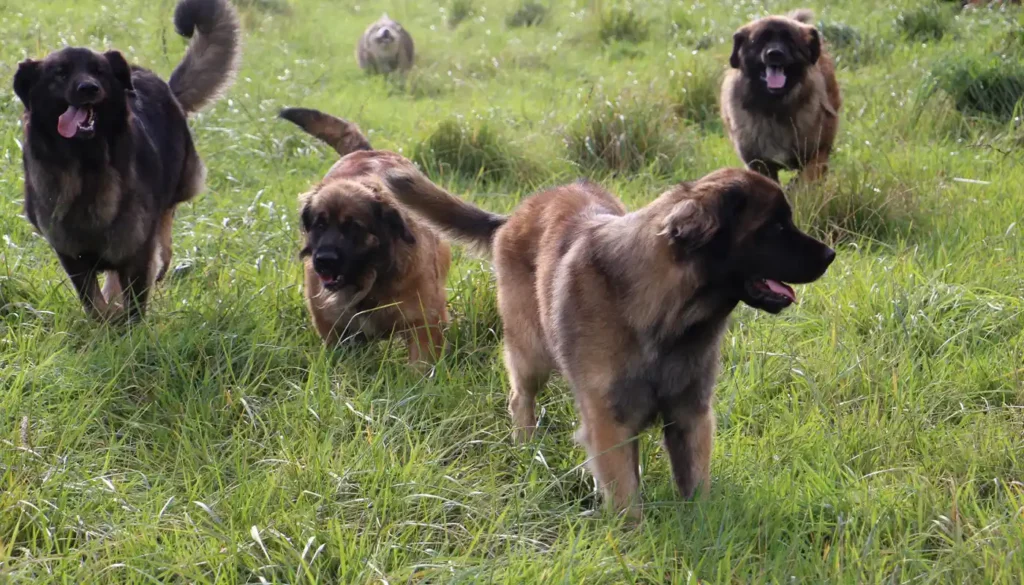 Le Leonberg est une race de chien massive originaire d'Allemagne, qui nécessite une activité physique régulière pour rester en bonne santé et éviter l'obésité.