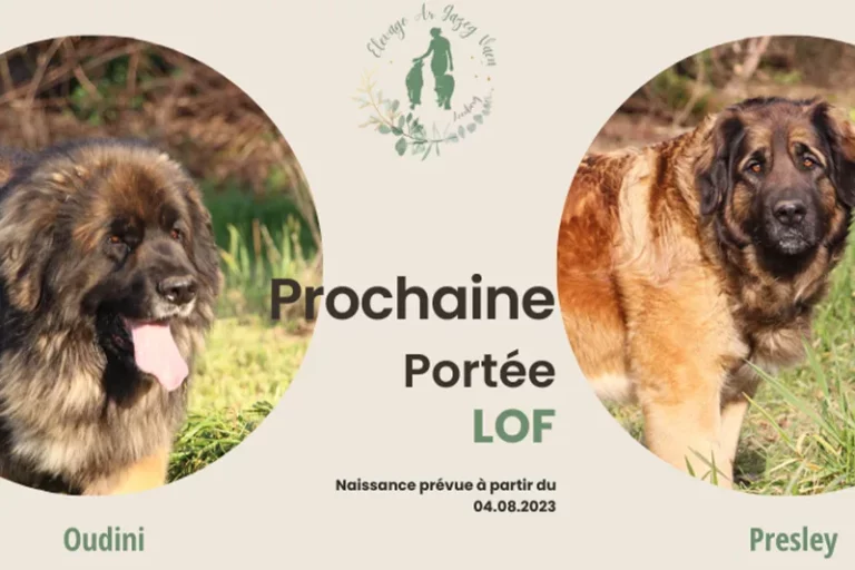 Les chiots leonberg de notre mâle Oudini et de Presley sont attendus à partir du 8 août prochain.