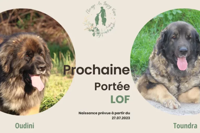 Portée Oudini-Toundra : Nous avons le plaisir de vous annoncer la naissance prochaine de chiots Leonberg LOF élevés avec soin et passion