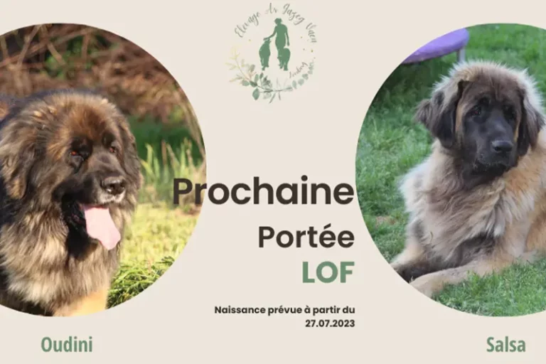 Nous avons le plaisir de vous annoncer la naissance prochaine de chiots Leonberg LOF élevés avec soin et passion.