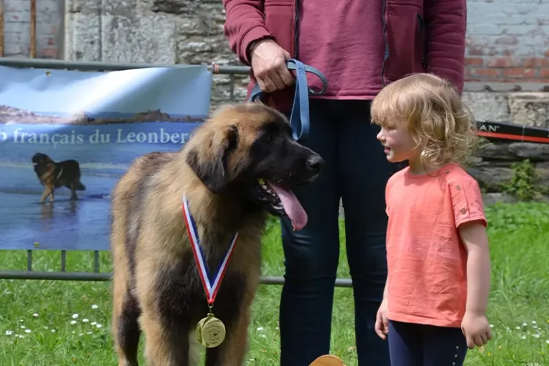 T'Fripouille de l'élevage de chiens leonberg Ar Gazeg Vaen a remporté la 3e place dans la classe Jeune Femelle lors de l'exposition canine régionale de Guilers en Bretagne organisée sous l'égide du Club Français du Leonberg.