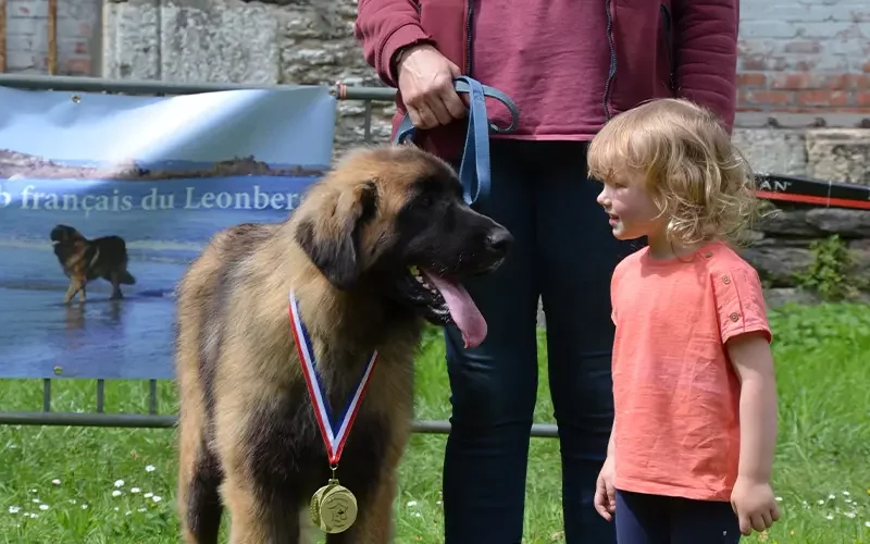 T'Fripouille de l'élevage de chiens leonberg Ar Gazeg Vaen a remporté la 3e place dans la classe Jeune Femelle lors de l'exposition canine régionale de Guilers en Bretagne organisée sous l'égide du Club Français du Leonberg.