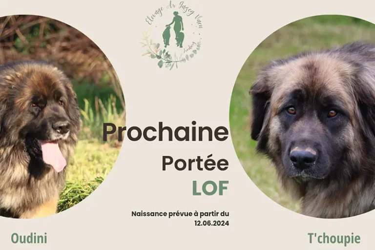 Les chiots leonberg de notre mâle Oudini et de Tchoupie sont attendus à partir du 12 JUIN prochain.