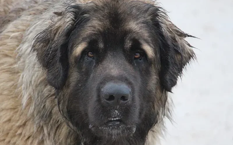 Valco est le mâle leonberg de notre élevage