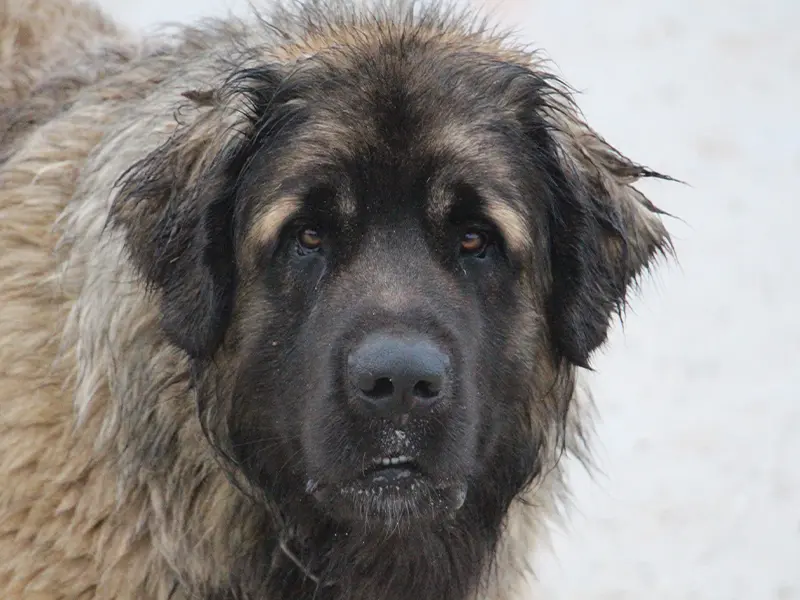 Valco est le mâle leonberg de notre élevage