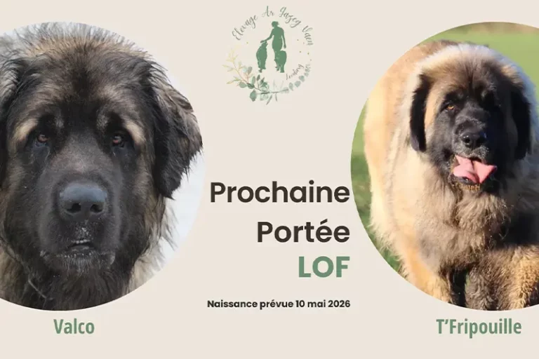 Portée leonberg LOF dans le Finistère en Bretagne. Naissance des chiots prévue 10 mai 2026