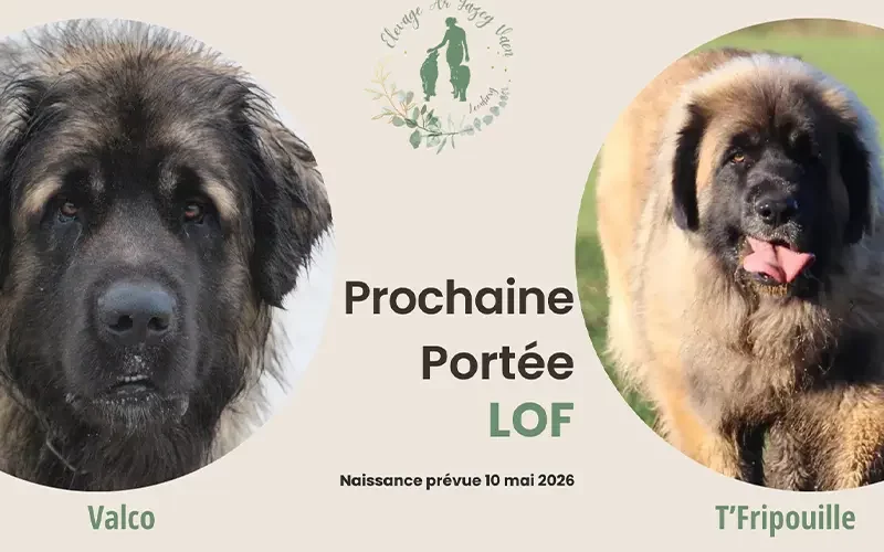 Portée leonberg LOF dans le Finistère en Bretagne. Naissance des chiots prévue 10 mai 2026