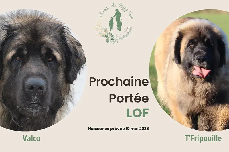 Portée leonberg LOF dans le Finistère en Bretagne. Naissance des chiots prévue 10 mai 2026