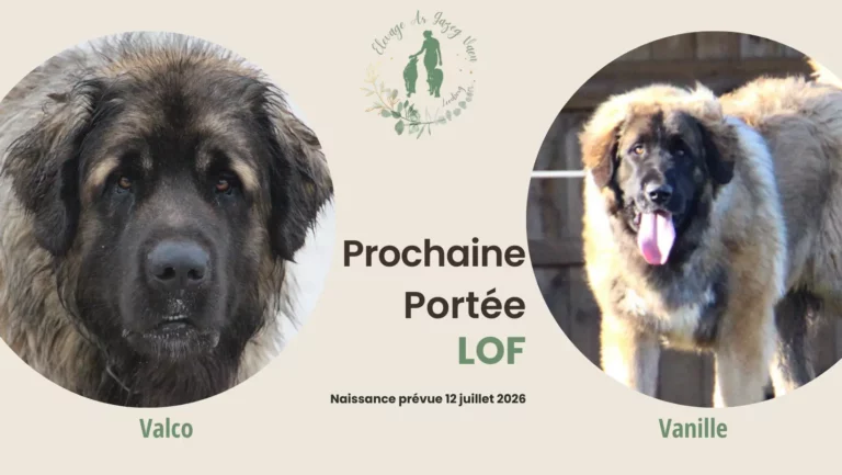 Portée leonberg LOF dans le Finistère en Bretagne. Naissance des chiots 12 juillet 2026