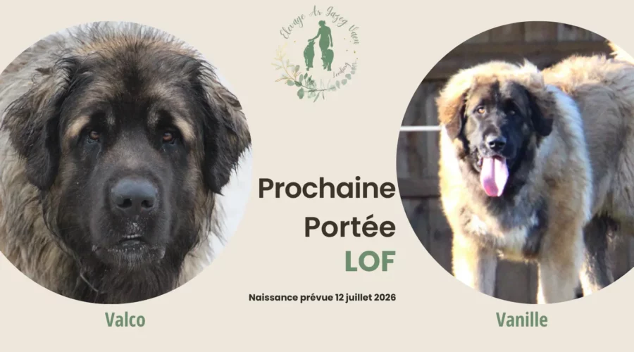 Portée leonberg LOF dans le Finistère en Bretagne. Naissance des chiots 12 juillet 2026