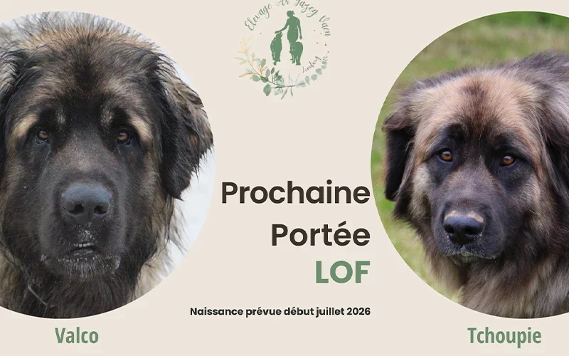 Portée leonberg LOF dans le Finistère en Bretagne. Naissance des chiots première semaine de juillet 2026