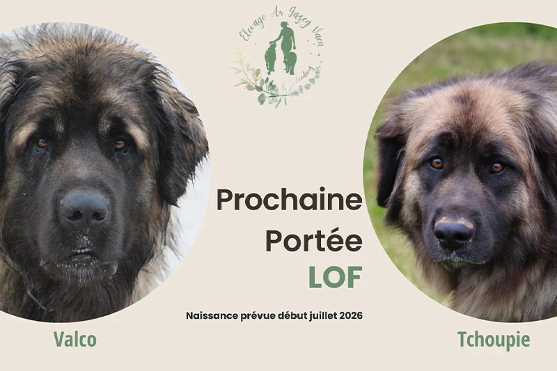 Portée leonberg LOF dans le Finistère en Bretagne. Naissance des chiots première semaine de juillet 2026
